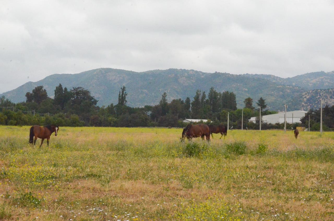 EN VENTA | Parcelas en Comalle 5000 mts cuadrados