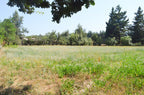 EN VENTA | Terreno en Alupenhue – Molina
