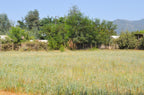 EN VENTA | Terreno en Alupenhue – Molina